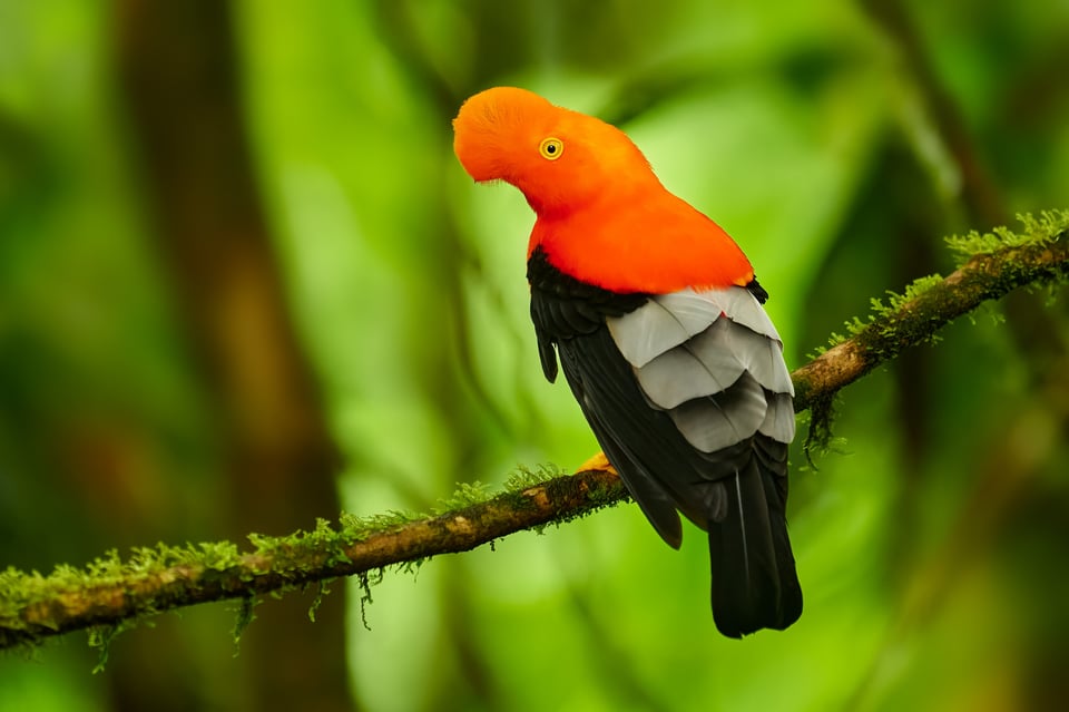 Andean Cock-of-the-rock