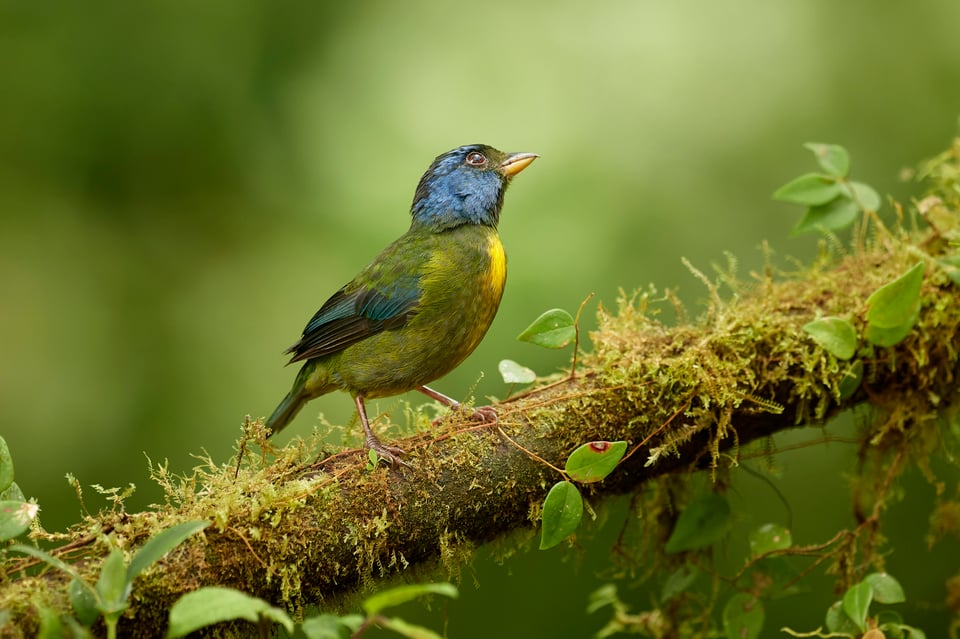 Moss-backed Tanager