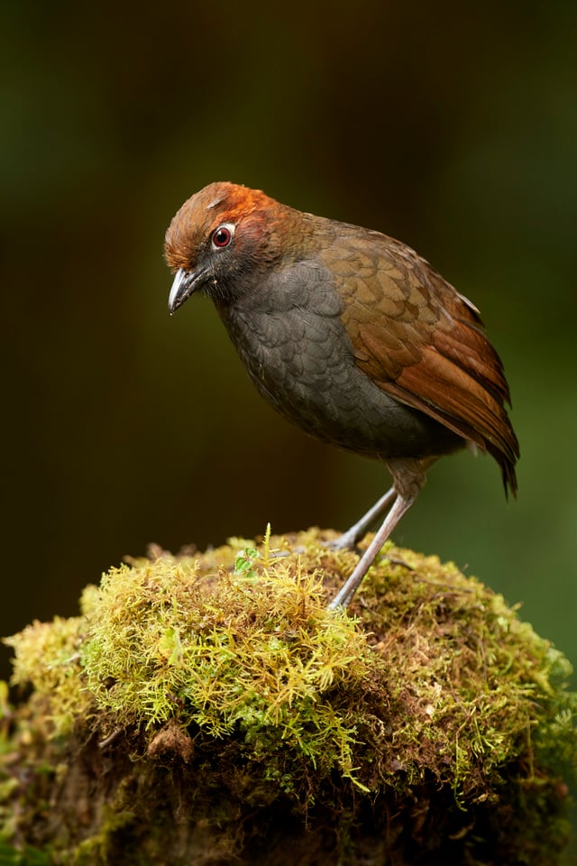 Chestnut-naped Antpitta