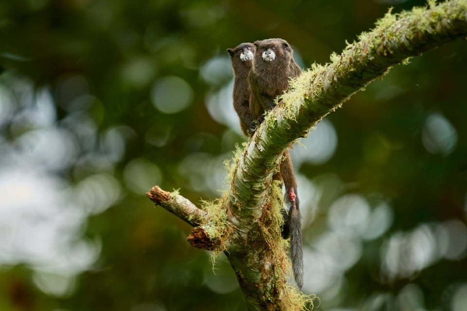 Black-mantled tamarins