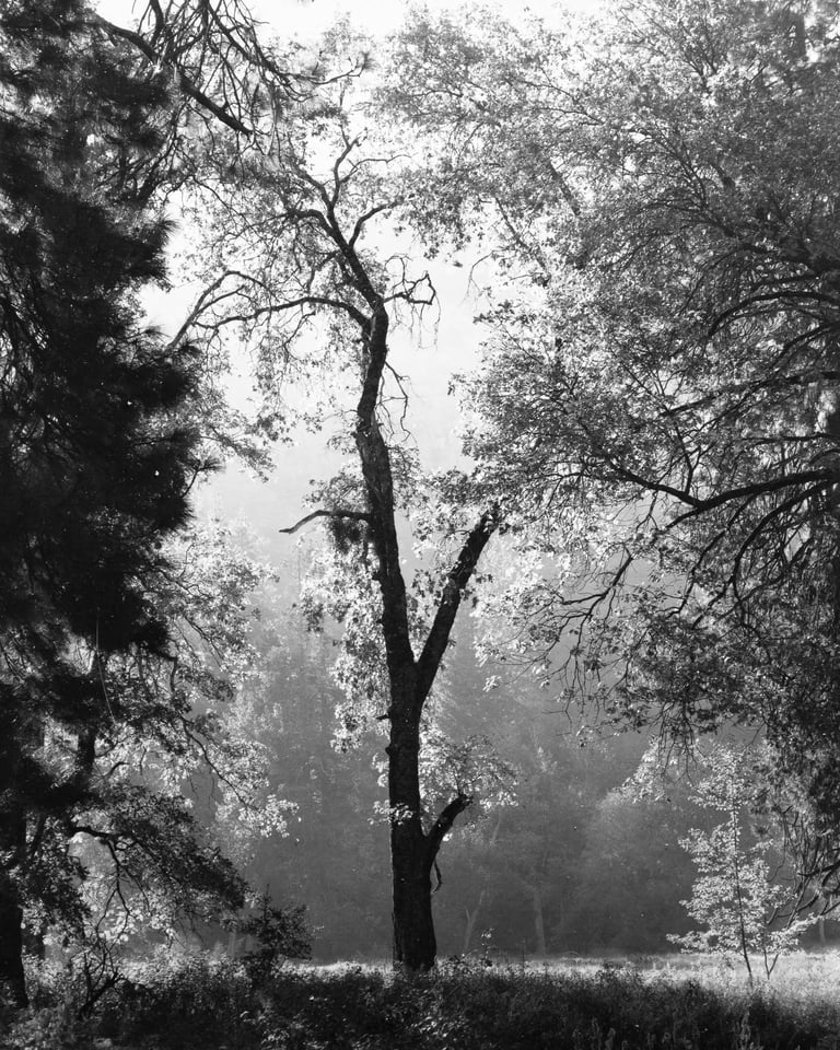 8x10 Large Format Film Black and White Tree Photo Yosemite Valley Fujinon C 600mm