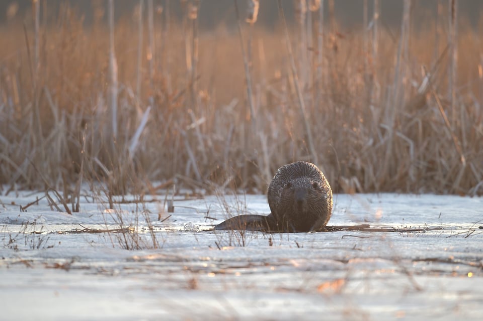 Beaver_In_Icy_Landsape