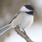 Black_Capped_Chickadee_On_Stick