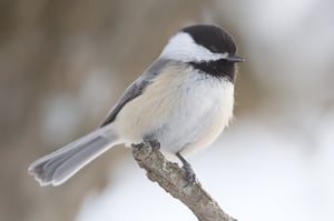 Black_Capped_Chickadee_On_Stick