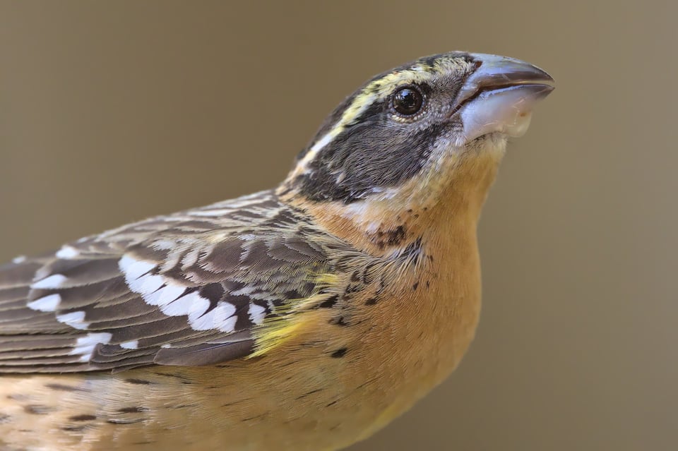 Black_Headed_Grosbeak_Portrait