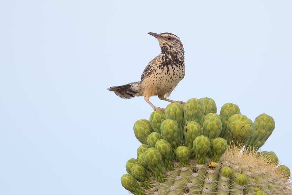 Cactus_Wren_On_Cactus