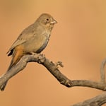 Canyon_Towhee