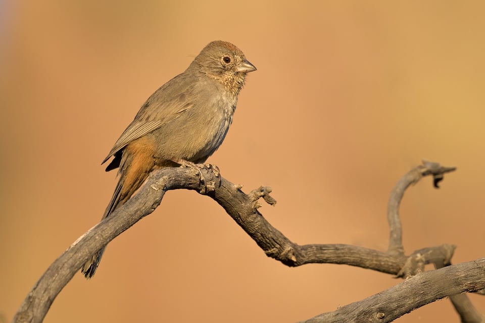 Canyon_Towhee