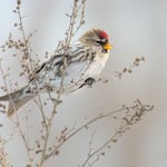 Common_Redpoll_Bird_On_Dried_Plant