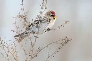 Common_Redpoll_Bird_On_Dried_Plant