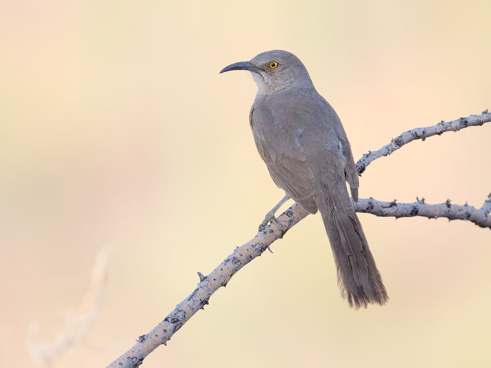 Curve_Billed_Thrasher_On_Stick