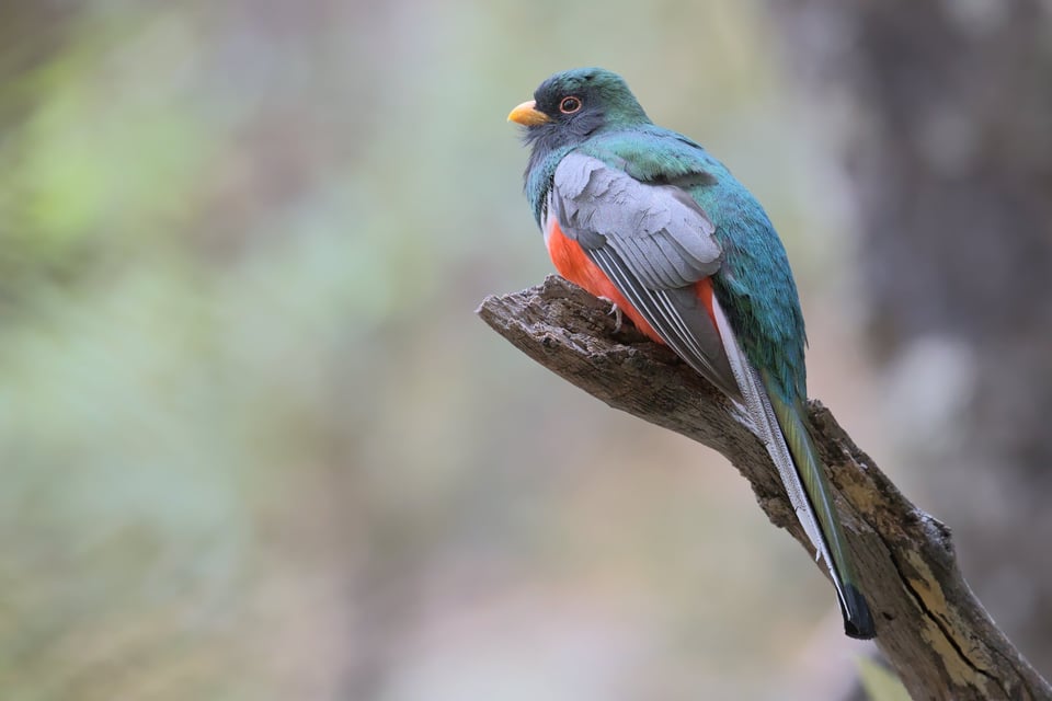 Elegant_Trogon