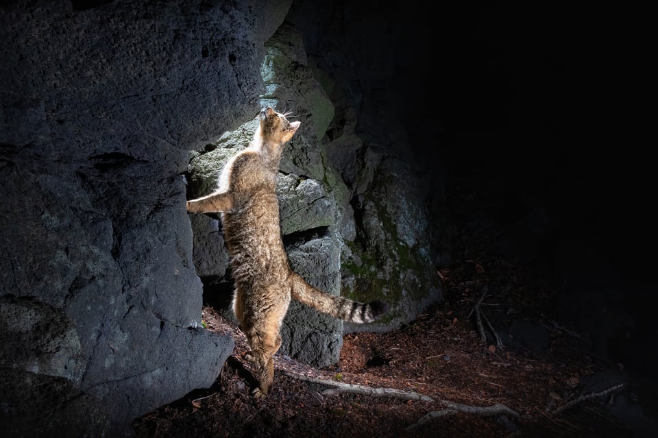 European wildcat, Czech Republic, Doupov