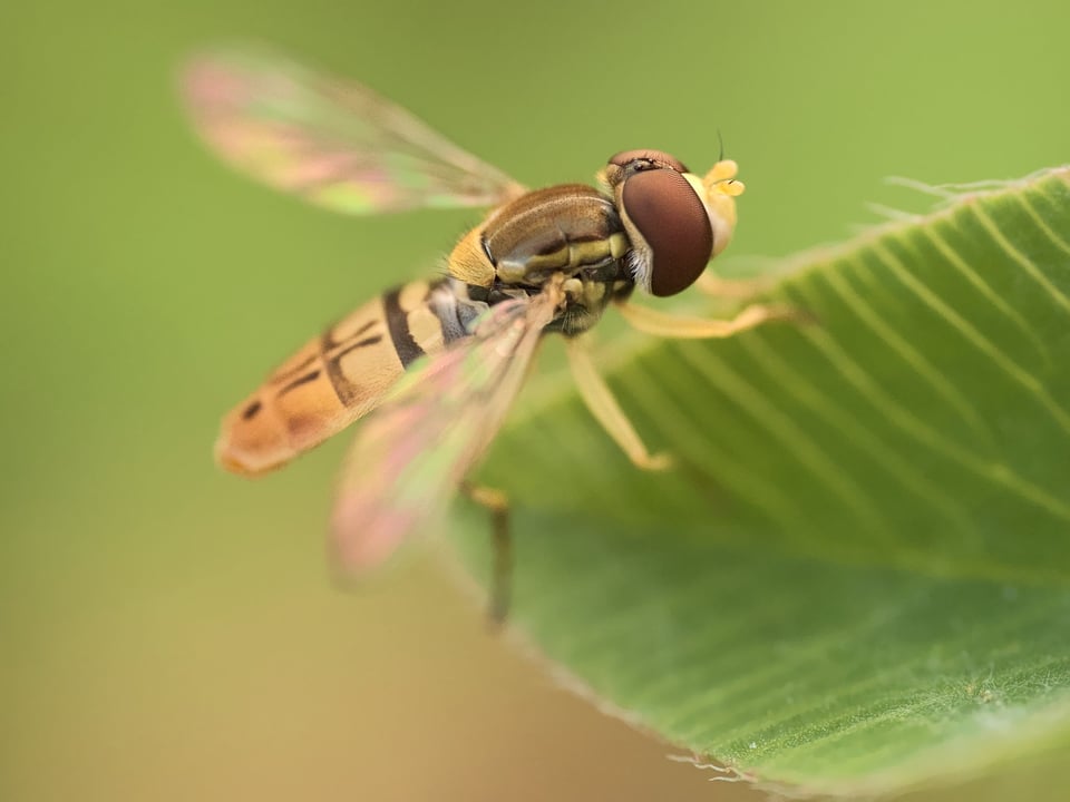 Fly_On_leaf