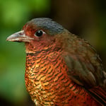 Giant-Antpitta