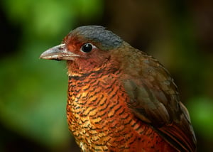 Giant-Antpitta