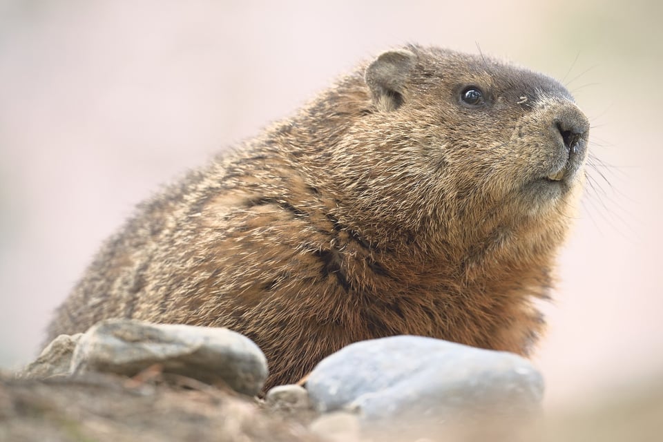 Groundhog_on_rock2