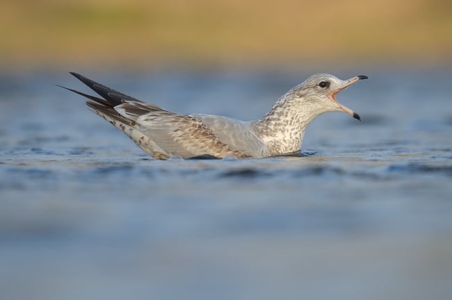 Gull_In_water_Sun_Low