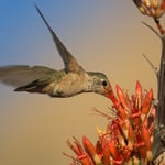 Hummingbird_Ocotillo_Mountains