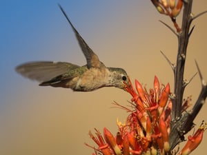 Hummingbird_Ocotillo_Mountains