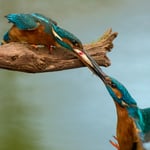 Kingfishers_feeding