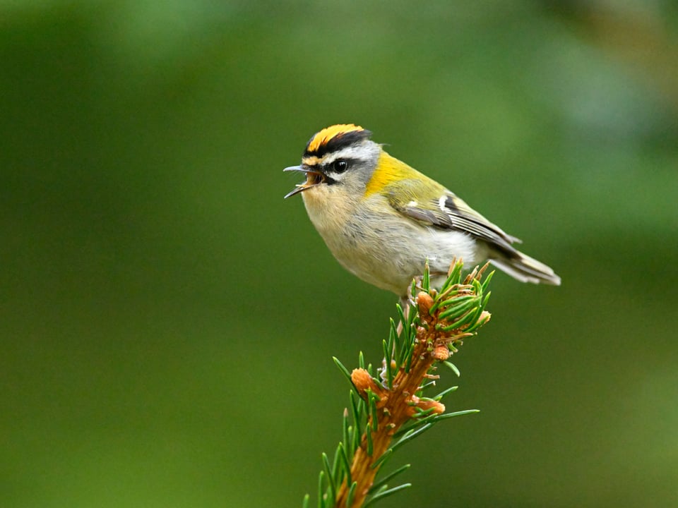 Common Firecrest_Nikon Z9