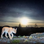 Lynx lynx, 30s exposure, Czech Republic