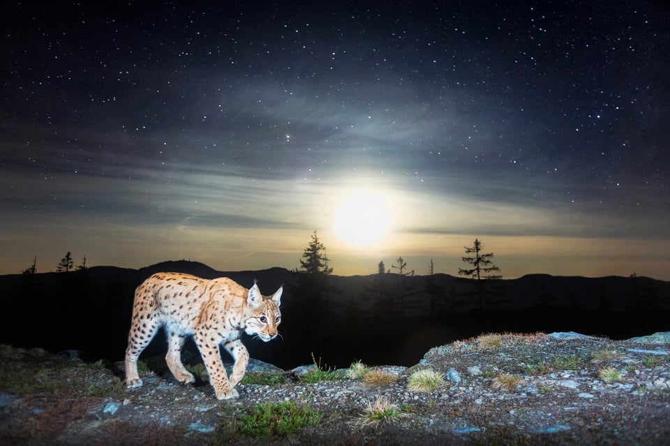 Lynx lynx, 30s exposure, Czech Republic