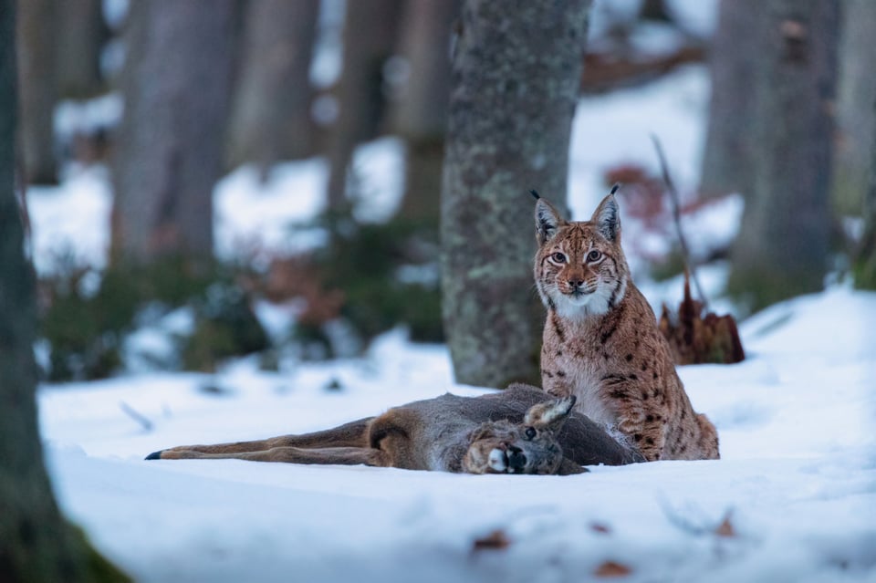Lynx lynx, Czech Republic, III (not camera trap)