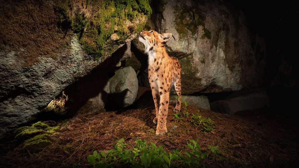 Lynx lynx, Czech Republic_02