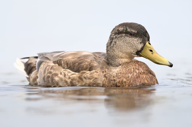 Mallard_Duck_Swimming_Jpolak