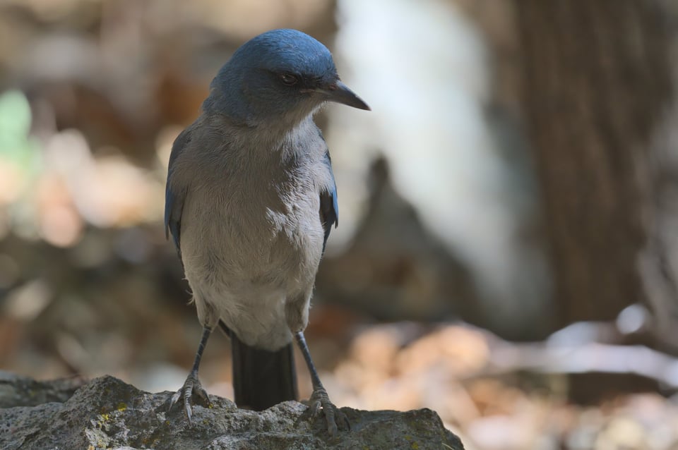 Mexican_Jay_Dappled_Light