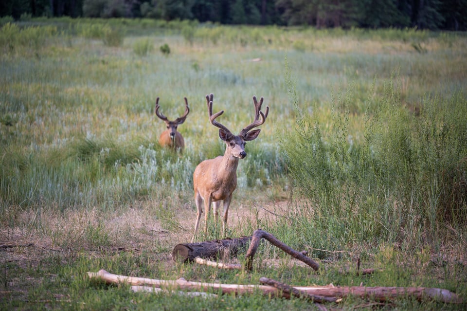 Nikon Z MC 105mm f2.8 Macro Sample Photo of Wildlife