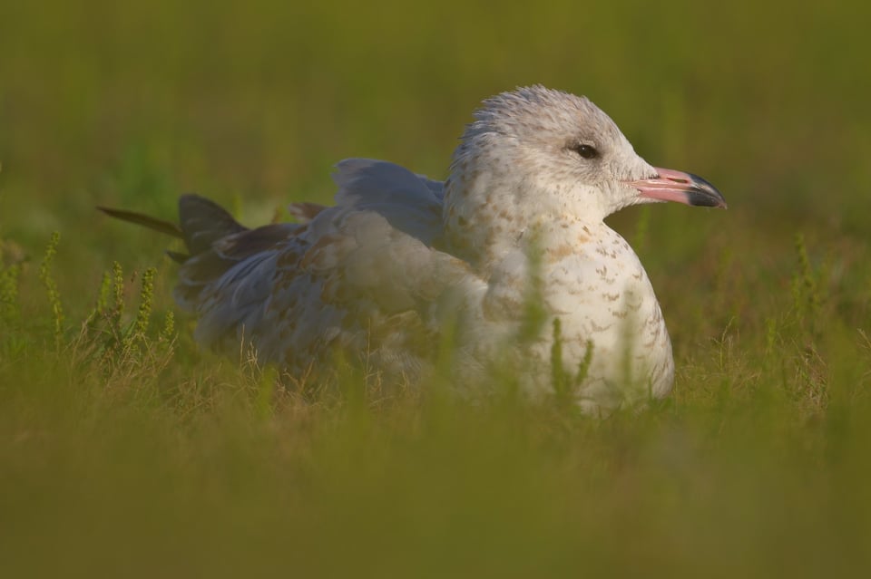 Ringbilled_Gull_In_Grass