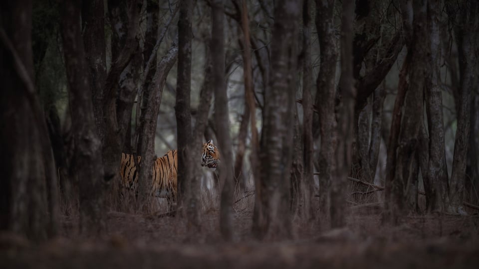 Royal bengal tiger in a shadow