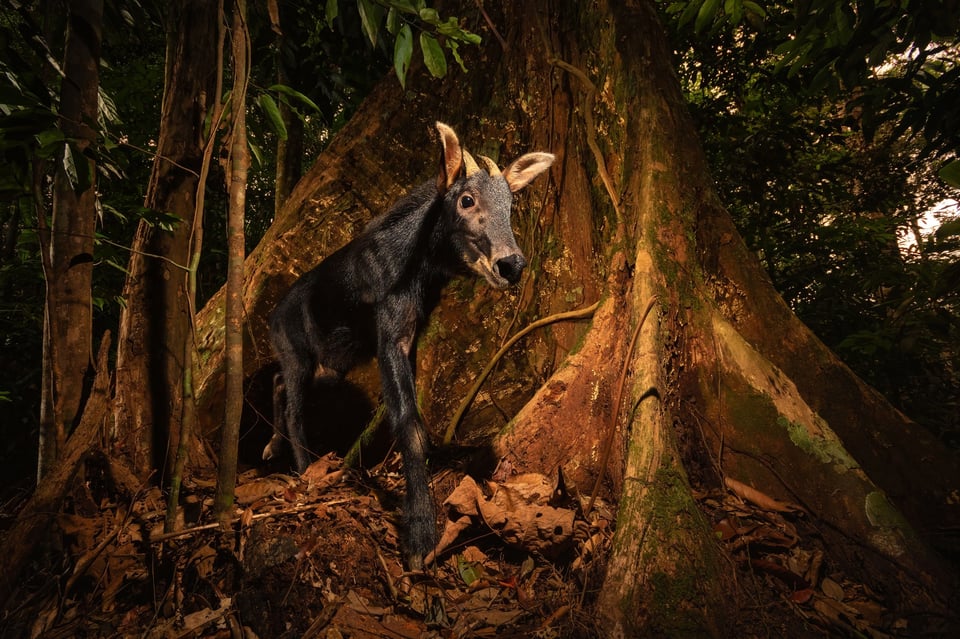 Sumatran Serow (Capricornis sumatraensis), Sumatra project