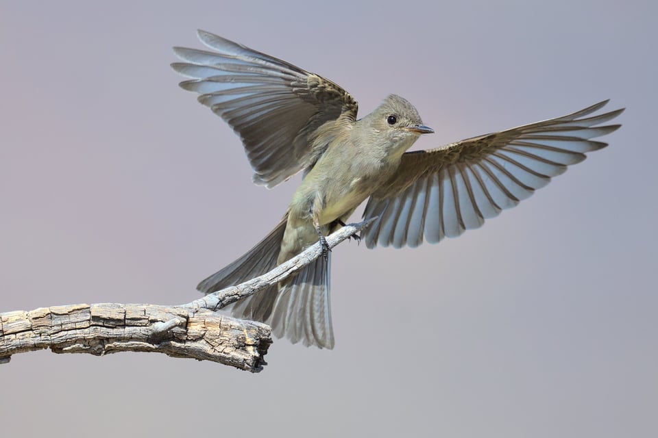 Western_Wood_Pewee_Landing