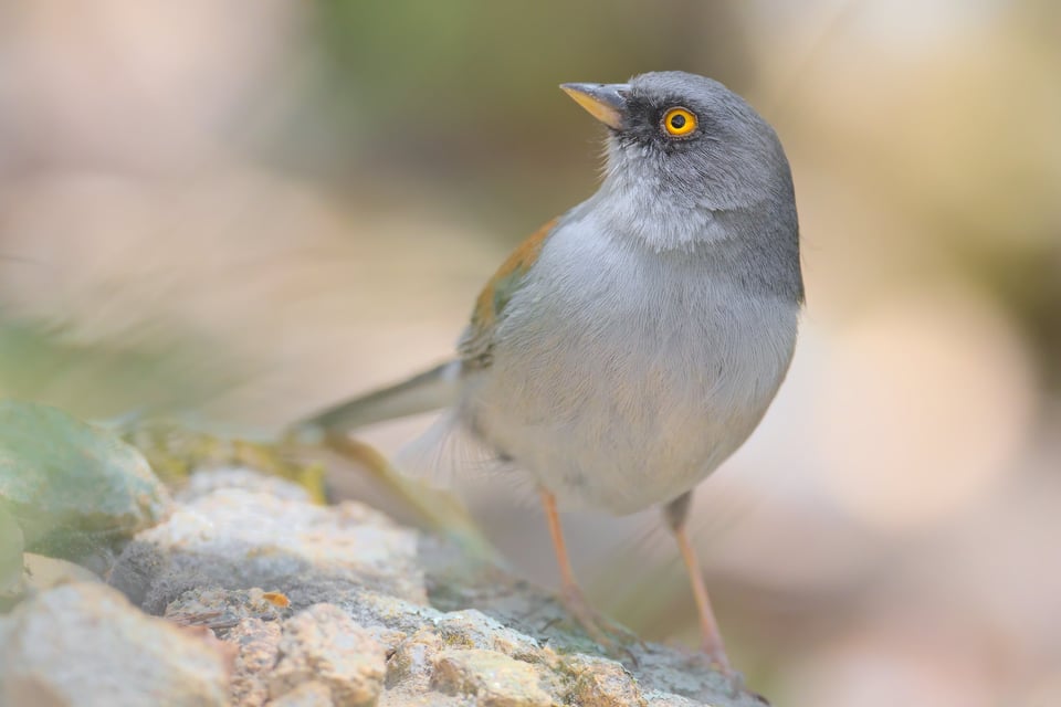 Yellow_Eyed_Junco_Ground