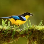 tanager