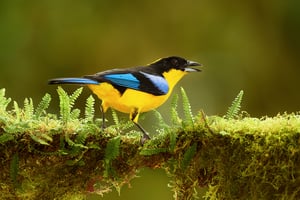 tanager