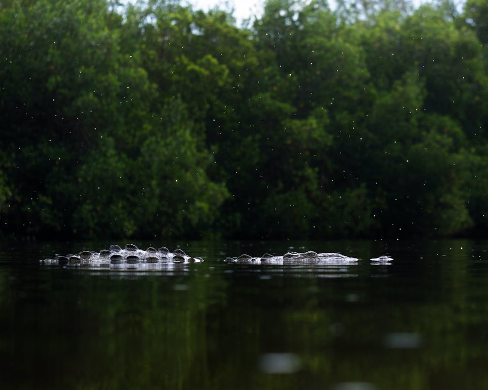 American Crocodile in the Florida Everglades with raindrops good composition wildlife photography