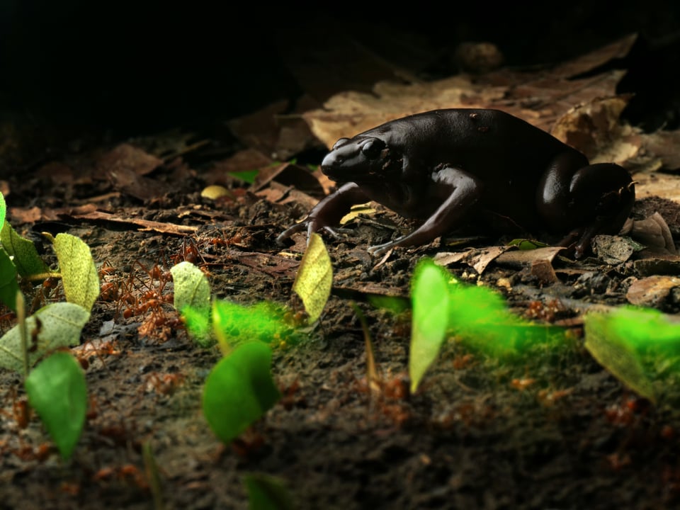 Black Narrow Mouth Toad hunting leafcutter ants with a slowed shutterspped to show motion blur and second curtain flash
