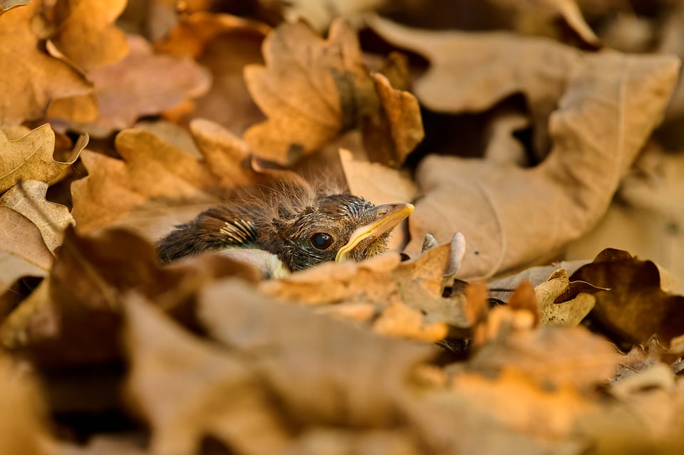 Blackbird chick