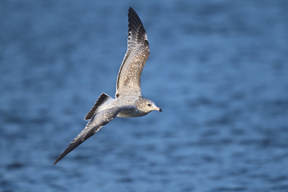 Gull_Flying_Over_Water_jpolak