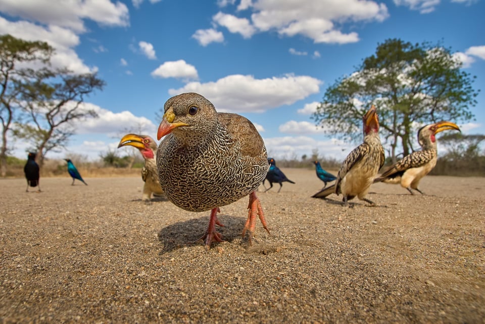 Francolin_Africa