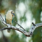 Blue-winged Kookaboora