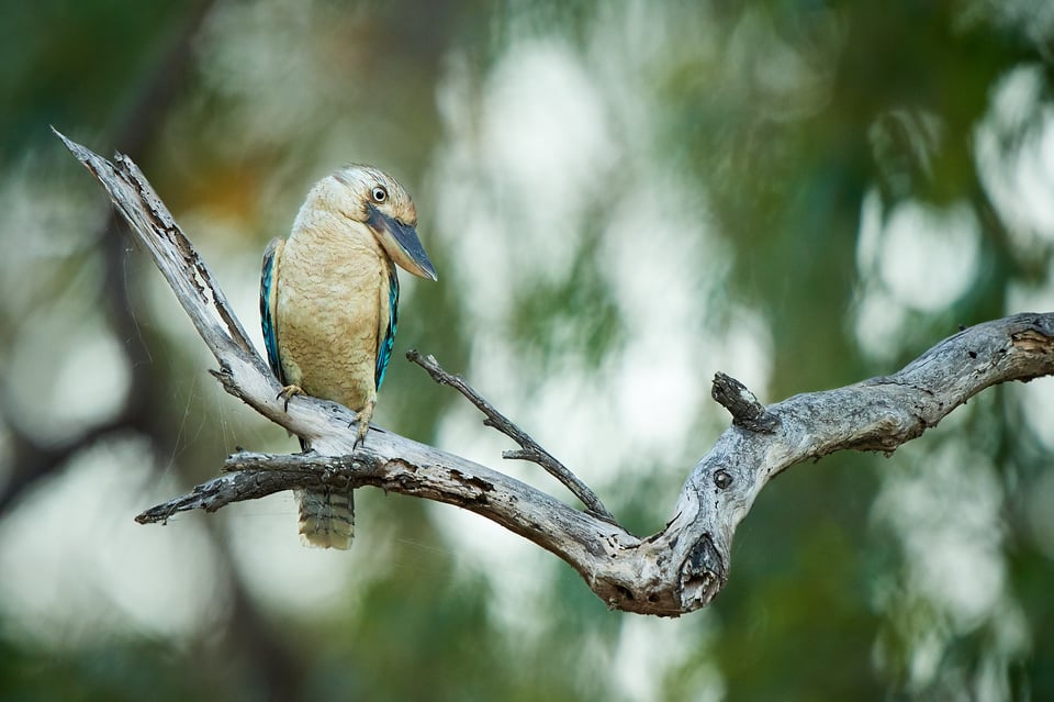 Blue-winged Kookaboora