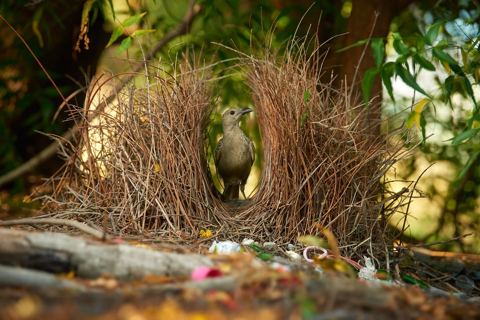 Great bowerbird