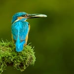 Kingfisher with fish