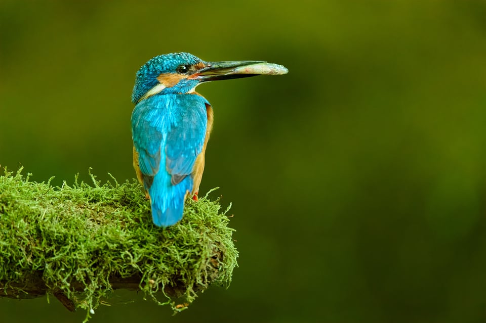 Kingfisher with fish